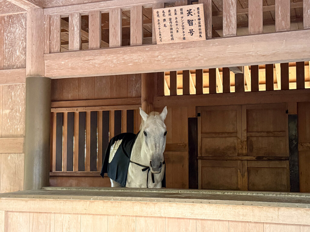 伊勢神宮外宮の神馬、笑智号