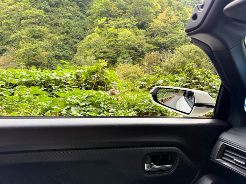 道沿いに野生の猿を発見!