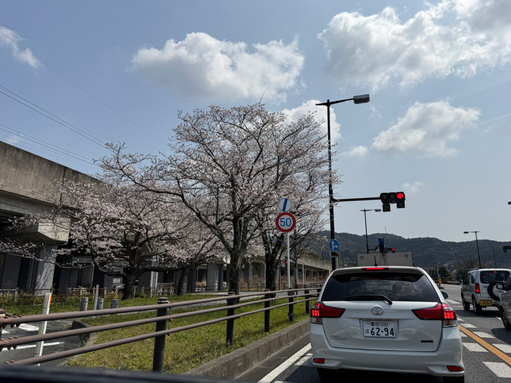 道沿いのあちこちに桜が咲いていました
