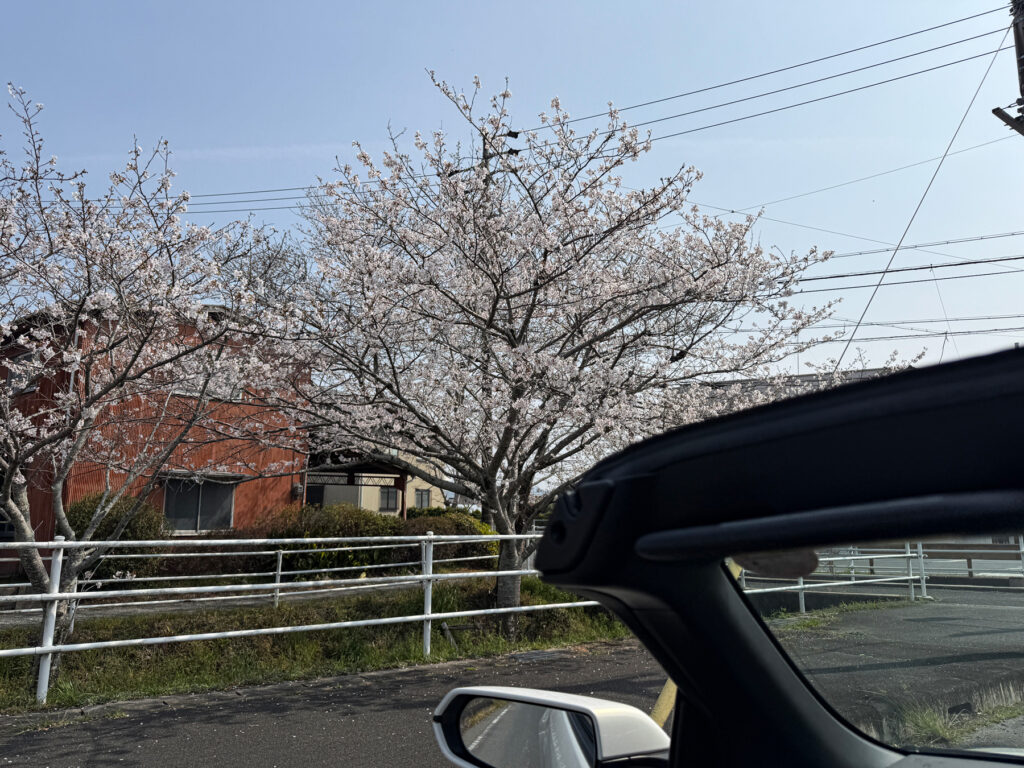 信号待ちお花見